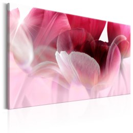 Obraz - Natura: Różowe tulipany
