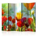 Parawan 5-częściowy - Wiosenne tulipany II