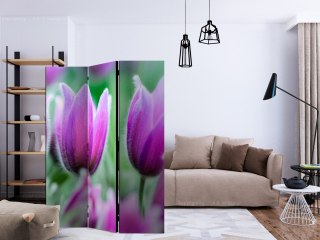 Parawan 3-częściowy - Fioletowe wiosenne tulipany