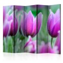Parawan 5-częściowy - Fioletowe wiosenne tulipany II