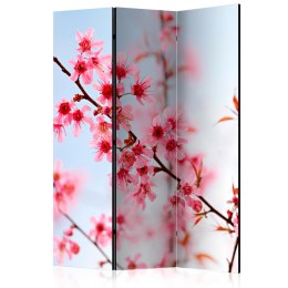 Parawan 3-częściowy - Symbol Japonii - kwiaty wiśni sakura