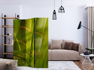 Parawan 3-częściowy - bambus - natura zen