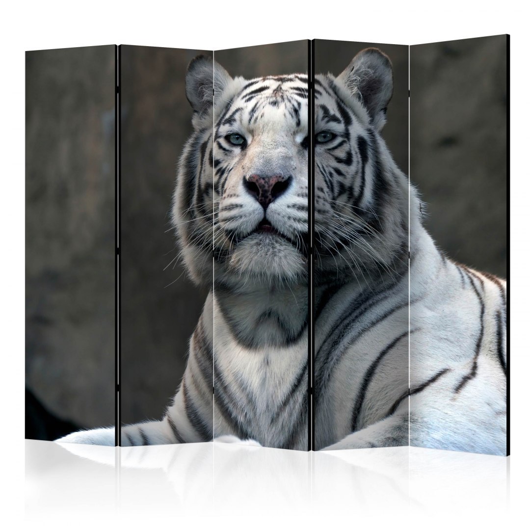 Parawan 5-częściowy - Tygrys bengalski w zoo II Parawan 5-częściowy - Tygrys bengalski w zoo II