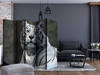 Parawan 5-częściowy - Tygrys bengalski w zoo II