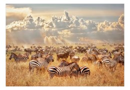 Fototapeta - Zebra w stadzie