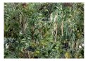 Fototapeta samoprzylepna - Bogactwo dżungli