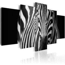 Obraz - Spojrzenie zebry