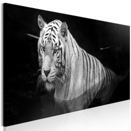 Obraz - Lśniący tygrys (1-częściowy) czarno-biały wąski