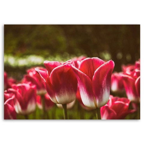 Obraz na płótnie - Kwitnące tulipany Obraz na płótnie - Kwitnące tulipany