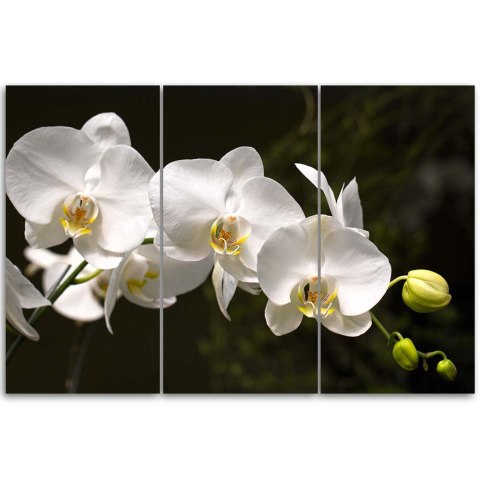Obraz tryptyk na płótnie - Biała orchidea Obraz tryptyk na płótnie - Biała orchidea
