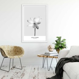 Plakat w białej ramie - Biały kwiat lotosu