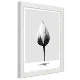 Plakat w białej ramie - Biały pączek lotosu