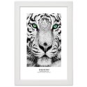 Plakat w białej ramie - Biały tygrys