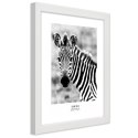 Plakat w białej ramie - Ciekawska zebra