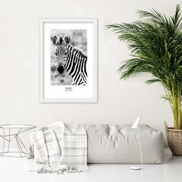 Plakat w białej ramie - Ciekawska zebra
