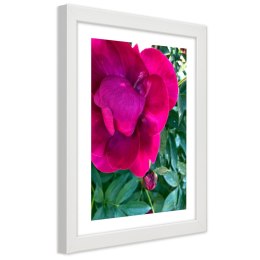 Plakat w białej ramie - Różowy duży kwiat