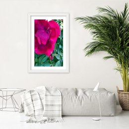 Plakat w białej ramie - Różowy duży kwiat