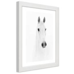 Plakat w białej ramie - Siwy koń