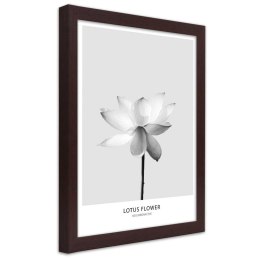 Plakat w brązowej ramie - Biały kwiat lotosu