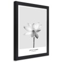 Plakat w czarnej ramie - Biały kwiat lotosu