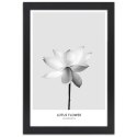 Plakat w czarnej ramie - Biały kwiat lotosu