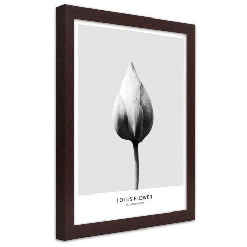 Plakat w brązowej ramie - Biały pączek lotosu