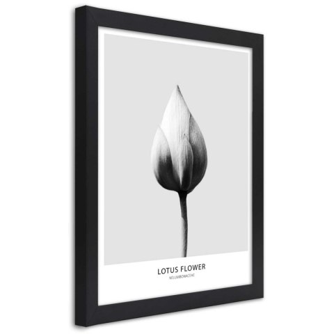 Plakat w czarnej ramie - Biały pączek lotosu