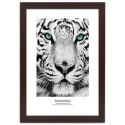Plakat w brązowej ramie - Biały tygrys