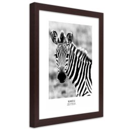 Plakat w brązowej ramie - Ciekawska zebra