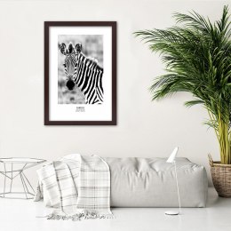 Plakat w brązowej ramie - Ciekawska zebra