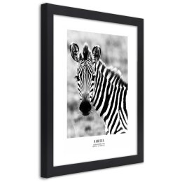 Plakat w czarnej ramie - Ciekawska zebra
