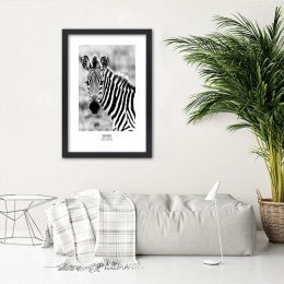 Plakat w czarnej ramie - Ciekawska zebra