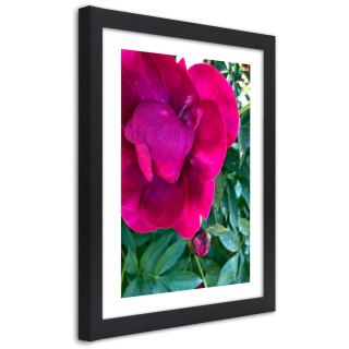 Plakat w czarnej ramie - Różowa piwonia