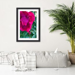 Plakat w czarnej ramie - Różowy duży kwiat