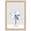 Plakat w drewnianej ramie - Biały kwiat lotosu