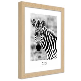 Plakat w drewnianej ramie - Ciekawska zebra