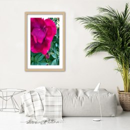 Plakat w drewnianej ramie - Różowy duży kwiat