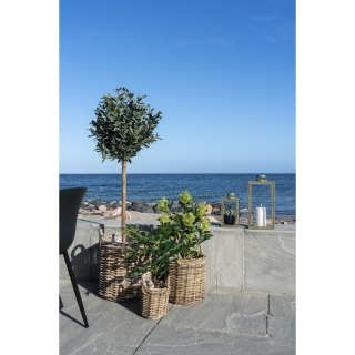 Sztuczne drzewko Skimmia 75 cm Intesi nowoczesne sztuczne rośliny do salonu i sypialni ( Rozmiar: uniwersalny )