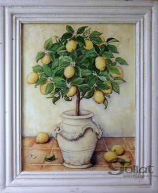 Obraz drzewo cytrusowe (pomarańcza) 25x38 cm