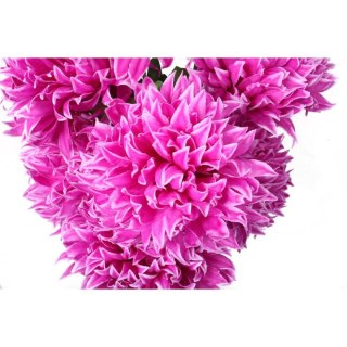 Bukiet 7 dużych chryzantem w kolorze fioletowym 64 cm