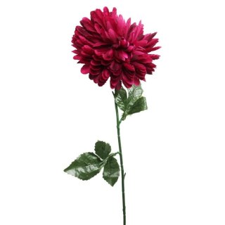 Chryzantema pojedynczy kwiat w kolorze bordowym 70 cm