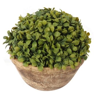 Bukszpanowa kula III w donicy 20 cm