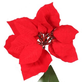 Kwiat pojedynczy Gwiazda Betlejemska Poinsencja 64 cm