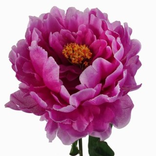 Sztuczna Piwonia w Kolorze Kremowym o Wysokości 74cm