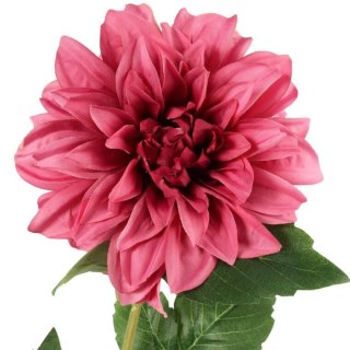 Daliia DUŻY kwiat pojedynczy RÓŻOWA 74 cm