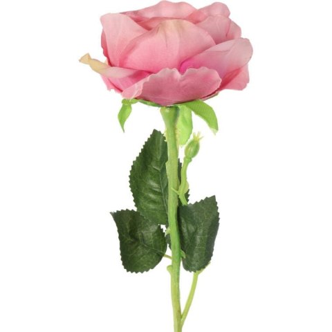 Róża pojedynczy kwiat w kolorze ciemno różowym