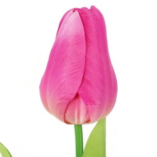 TULIPAN POJEDYNKA KOLOR CIEMNO RÓŻOWY