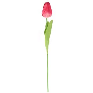 TULIPAN POJEDYNKA KOLOR CZERWONY