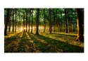 Fototapeta - Wchód słońca w lesie