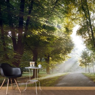 Fototapeta - Drzewa, park, natura